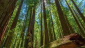 Redwood National Park Forest in time lapse