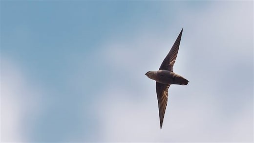 How many swifts can fit in a chimney? At least 2,400!