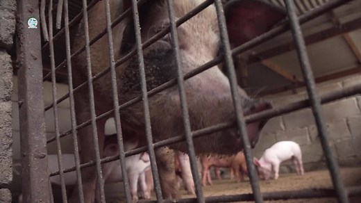 Mr Subhash Chandra, a 62-year-old pig farmer from Saru Lautoka shares his farming story. | Ministry of Agriculture, Waterways and Sugar Industry Fiji