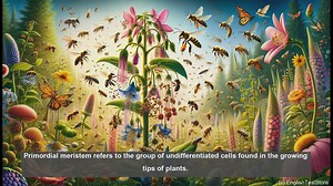 Primordial meristem in biology