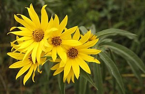 Helianthus maximiliani - Alchetron, The Free Social Encyclopedia