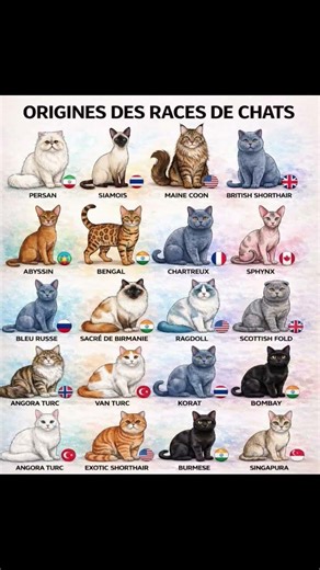 Origines des races de chats