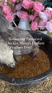 48 reactions | Say Goodbye to Dull Feathers!  Introducing 'Fluffiest Feathers Ever' by Pampered Chicken Mama: • Soft, silky feathers that shine like a photo shoot  • Supports overall health and happiness  • Reduces molting stress for year-round fabulousness ☀️ • Bonus: Better insulation for cozy winters ❄️ Give your flock the VIP treatment they deserve! Treat them to a healthy meal today! | I Love Backyard Chickens Pampered Chicken Mama | Facebook