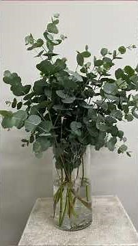 Eucalyptus cinerea | How to Grow Silver Dollar Eucalyptus at Home #eucalyptuscinerea#groweucalyptus
