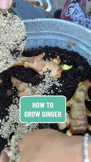 How to Grow Ginger at Home: Easy Step-by-Step Guide