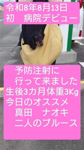 ＃病院＃デビュー＃予防注射＃今日の＃オススメ #真田ナオキ＃二人のブルース＃師匠＃吉幾三＃カバー＃大吉＃ブラックタン＃カニンヘン＃ミニチュア＃ダックスフンド #ぎん＃シルバーダップル＃ありがとう