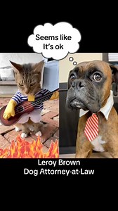 Leroy Brown, considering a Pawsuit | Boxer Madness