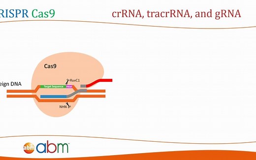 CRISPR Cas9原理,gRNA设计，CRISPR Cas9 - gRNA Design[湿实验相关]