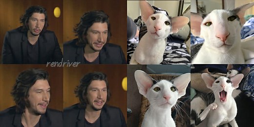 These Cats Look Like Adam Driver—and We Have the Photos to Prove It
