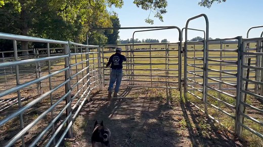 Complete Cattle Working System | C&B Farm Outdoors