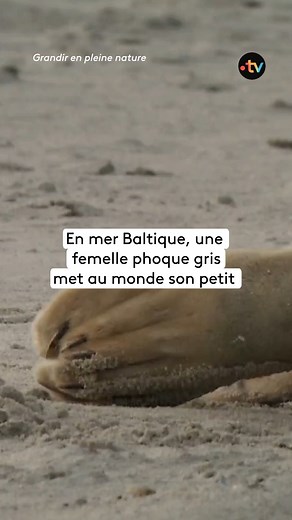 Les premiers instants d'une femelle phoque gris et son nouveau-né 🦭💕 Mais alors qu'ils apprennent à se connaître, la maman et son petit sont interrompus par un mâle de 300 kilos qui s'en prend au bébé. Armée de son seul courage, la femelle parvient à le repousser. Le documentaire "Grandir en pleine nature" est à retrouver le 15 septembre à 12H05 sur France 5 et sur notre plateforme. | France tv nature