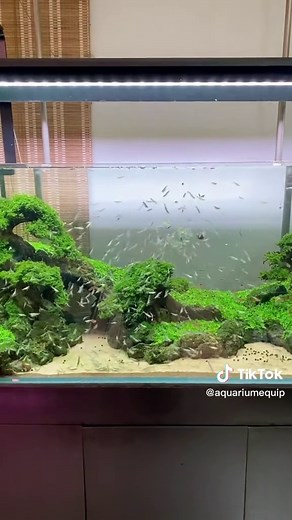 Do you have shrimp in your fish tank? #aquarium #aquariums #fishtank #aquariumfish #fishtankdiy #fish #aquariumlandscape #shrimp