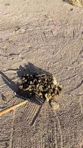 To ALL Equine Trail riders that use ANY Horse trailer parking areas in our Beautiful Desert or Forests... | Jalann Marshall