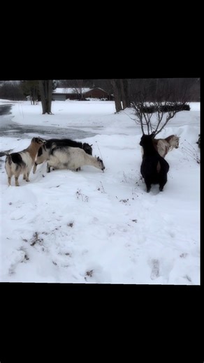 Out our goats to browse in the snow. #dublinflowerfarm #goatsoftiktok #outro #zhoushen #starforcharlie