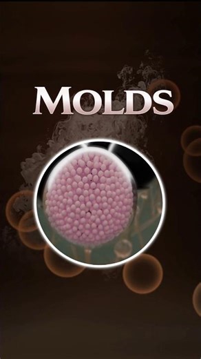 MOLDS #medicaleducation #bpharmacy