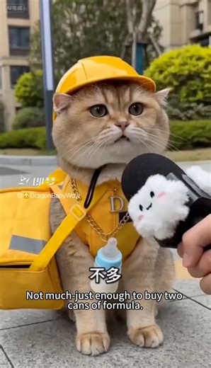 Street Interview: The Tiny Employee #แมว #cat #funny
