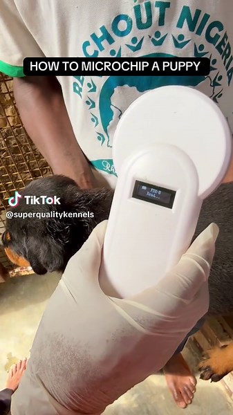 SUPER QUALITY KENNELS (@superqualitykennels) - Microchipping a Puppy: Step-by-Step Guide