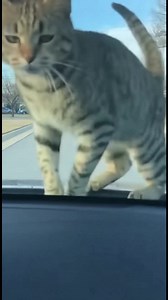 781K views · 10K reactions | Cat's Playful Chase with a Bird A cat and bird engage in a playful chase down the street! #fblifestyle #AI Generated using Kling AI . . . (For entertainment purposes only. Consult professionals if guidance on activities is presented. No brand affiliation is implied if any are shown. If inspired by true events, creative adaptations may be included. Content may include public footage.) | Fabiosa Belle | Facebook