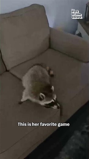 Weird Raccoon Loves Being Tossed On Sofa