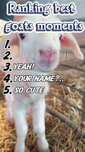 Ranking Best Goats Moments | I Like These Cute Animals!
