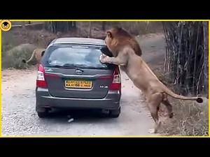7 Insanely Close Call Animal Attacks Caught on Camera