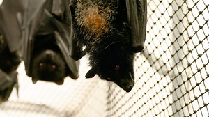 12K views · 2.1K reactions | 驪 This week’s #BatOfTheWeek is Loki 驪 Did you know that we name all our Livingstone’s fruit bats after Norse gods, Greek gods and Egyptian gods? This bat certainly lives up to his name as Loki is the Norse god of mischief!  | Jersey Zoo | Facebook