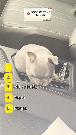 Dogs getting stuck..