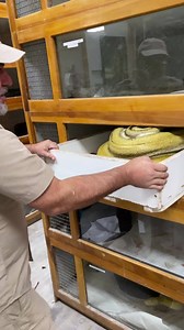 Count how many strikes Jay takes and if she lands one onf him 😂 This mama retic was not happy about Jay pulling her eggs! But we have to do it to ensure the highest rate of survival for each and every baby, and it allows the mother to get back to her normal life! | The Reptile Zoo