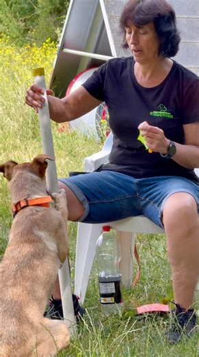 Le CLICKER TRAINING - Entre Précision & stimulation mentale Avec le groupe Les Experts, on explore le SHAPING : une méthode où le chien apprend à proposer, réfléchir et s’engager activement dans l’apprentissage. Résultat ? Un chien acteur de ses progrès, et une complicité humain-chien 💡Le clicker ne remplace pas la récompense ! C’est un outil de précision qui marque le bon comportement au bon moment… juste avant la friandise ou le jeu Donc souvenez-vous : pas de récompense = perte de valeur du 