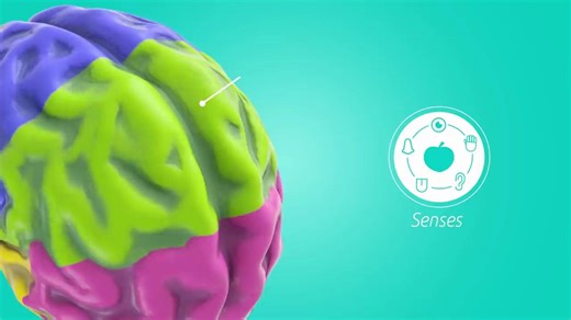 The Brain for Kids - What is the brain and how does it work_