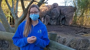 1.6K views · 61 reactions | Do you know what today is? It's National Pig Day and Sarah from the Virginia Zoo has everything you need to know about the piggest day in history! Watch our video below to gain some EdZOOcation on the animals that hog all the attention at the Zoo - the kunekune pigs and red river hogs! | The Virginia Zoo | Facebook