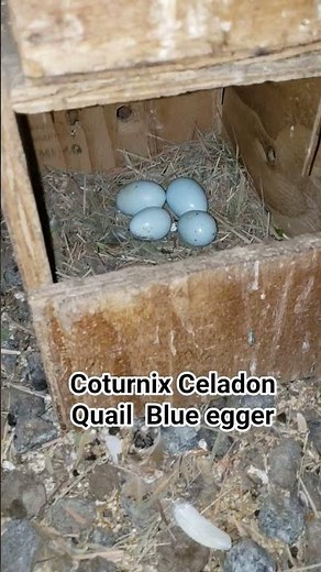 Celadon Coturnix Quail Blue Egg #quail #farming #agriculture