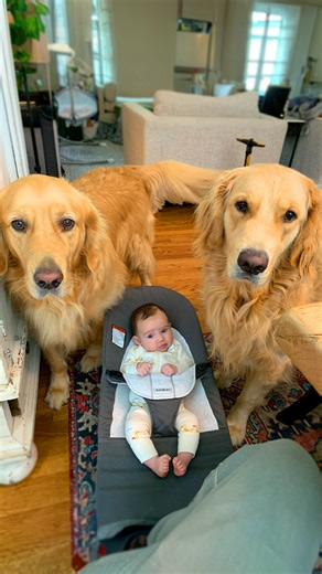 2.5M views · 10K reactions | These brothers fell head over heels for their new sister the moment she came home. She ended up falling even harder and you'll never guess what her first word was... Keep up with Miller, Winston, Doug and Brennan on Instagram: thedo.do/winstonanddougIG | The Dodo | Facebook