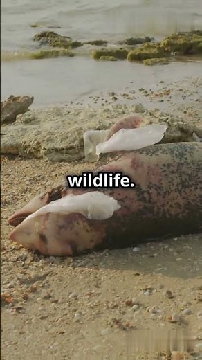 The Gulf War Oil Spill | A Man-made Disaster #nature