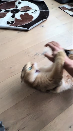 Cat's Playtime and Hunger for Battle