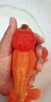 This red goldfish has a very long history of being kept! #koi #goldfish #fish