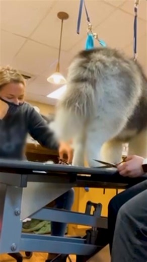 Humans vs. daily tasks? Easy. Pets vs. daily tasks? ICONIC 😂 Pets vs. Everything | Stream FREE on The Pet Collective | The Pet Collective