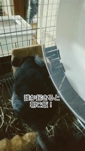 ※朝の食事風景※お腹が空くと人を起こして朝ご飯