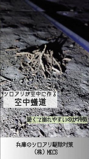 空中蟻道 兵庫のシロアリ駆除と対策