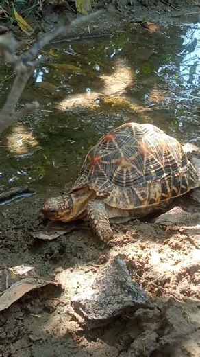 tortoise//#newshorts #shortsfeed #shorts