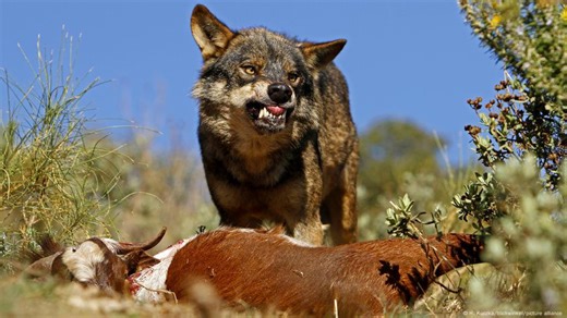Wolves vs. farmers – an ongoing battle in Spain