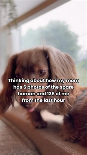 Freddie & Olive the Dachshunds | This face funds her serotonin 💗 #blep #derp #dog #dachshund #loml | Instagram