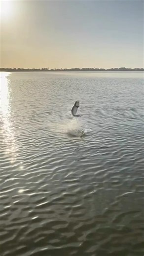 Fly fishing tarpon the fun size