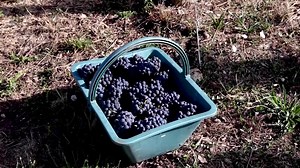 Champagne grape pickers have had to start the harvest earlier this year, as the hot, dry summer forces the makers of the French sparkling wine to rethink how they make the coveted bubbly https://reut.rs/3Rf7KMN | Reuters