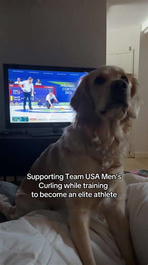 This golden retriever has Olympic dreams. #dogmomlife #goldenretrieverlife #goldenretrievers #olympics #teamusa