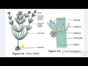 Bsc Part 2. Botany. Division Charophyta(Life cycle of Chara)