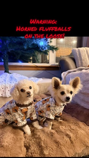 The Little Bears went full holiday mischief — sprouting red horns and bouncing like reindeer on a sugar rush. Teddy’s doing trampoline paws, Koda’s trying to launch himself straight into Santa’s cookie stash, and the living room looks like the North Pole after too much eggnog. Naughty? Nice? Who cares. This is giggle‑giggle season and the pups are running the show. #LittleBearOutfitters #TeddyandKoda #aidogs #dogchristmas #naughtydog