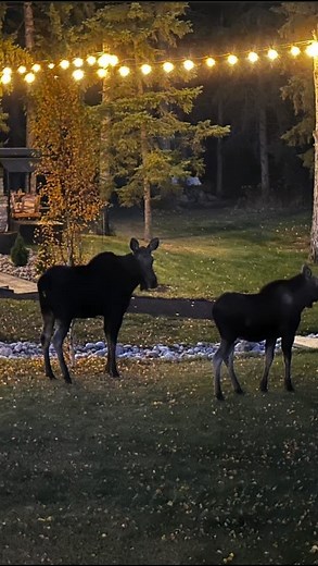 Moose on the loose in Spring Lake Ranch! some great moments captured here by some of our local residents @springlakeranch @charlie …wildlife as a regular thing when you live out here! | Adrienne Carlton