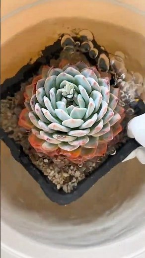Beginner Succulent Plants: Easy Care Tips to Grow Thriving Succulents | 다육이 | 多肉植物