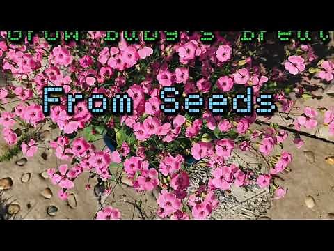 How to Grow Annual Baby’s Breath Plant from Seeds